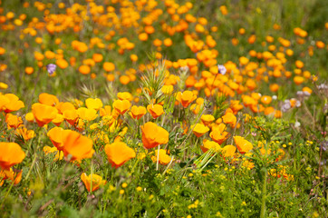 California Poppys