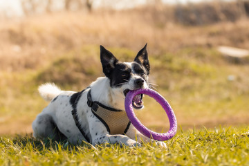 The dog is resting on a bright field and playing with a toy during training