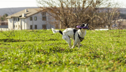 Dog in motion, runs for a toy, basenji in the field