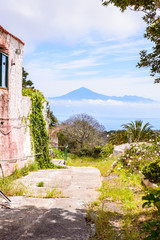 Fototapeta premium Views of El Teide volcano behind a beautiful deciduous tree on the island of La Gomera. April 15, 2019. La Gomera, Santa Cruz de Tenerife Spain Africa. Travel Tourism Photography Nature.