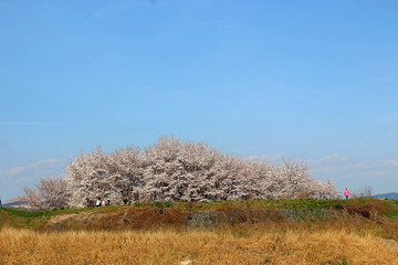멀리보이는 벚꽃