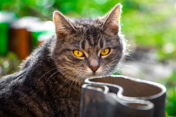 Chubby tabby kitten in a bright garden, portrait of a cat