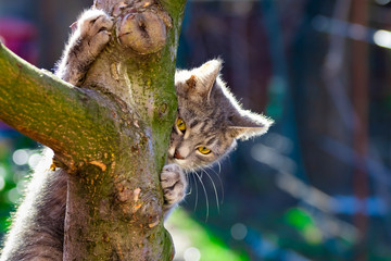 Beautiful tabby kitten climbed a tree in the village in the backlight