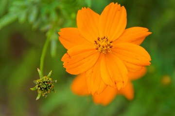 Orange lance-leaved coreopsis blooming in Costa Rica