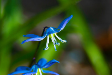 Cebulice syberyjskie mają drobne dzwonkowate kwiaty osadzone na szypułkach. Najczęściej spotkać je można w kolorze niebieskim. cebulice kwitną od marca do kwietnia, tworząc wraz z innymi wiosennymi ro