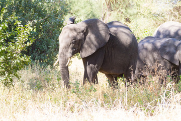 Elephant close up, Tarangire National Park, Tanzania