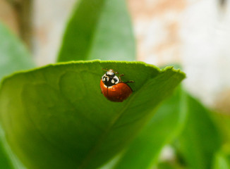 Ladybug