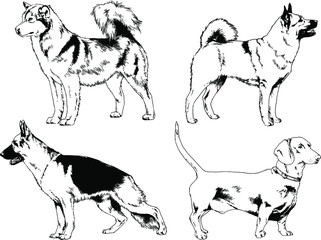 vector drawings sketches pedigree dog and cat drawn in ink by hand , objects with no background