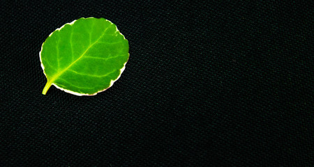 Beautiful green leaf on a macro on a black background
