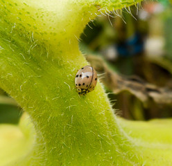 Ladybug