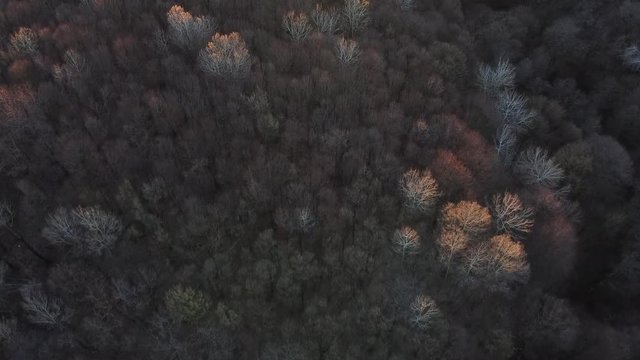 Aerial shot above forest in natural light