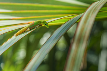 gecko vert sur branche et feuille de palmier