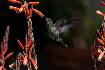 Black-Chinned Hummingbird (Archilochus alexandri) Feeding on Aloe Vera Bloom in Flight