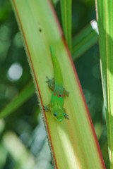 gecko vert sur branche et feuille de palmier