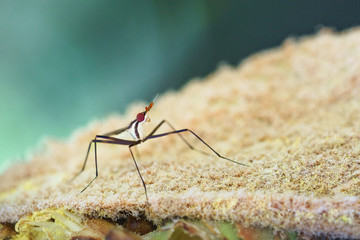 Mouche insecte aux longues pattes sur fond de nature