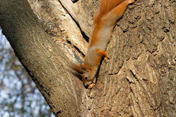 Red squirrel 