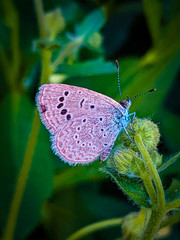 butterfly on leaf
