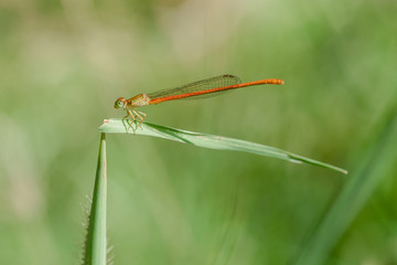 Agrion libellule sur feuille verte
