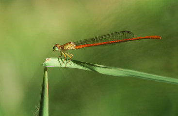 Agrion libellule sur feuille verte