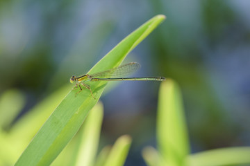Agrion libellule sur feuille verte