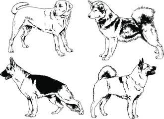 Fototapeta na wymiar vector drawings sketches pedigree dog and cat drawn in ink by hand , objects with no background