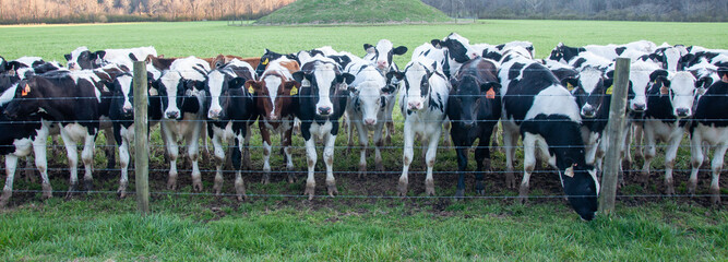 Cows - Group Photo