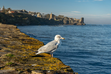 Fototapeta na wymiar Seagull watching the blue ocean
