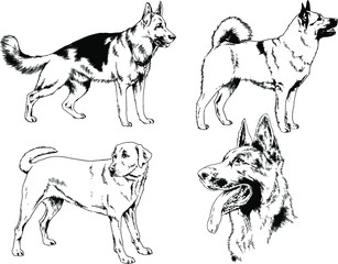 vector drawings sketches pedigree dog and cat drawn in ink by hand , objects with no background