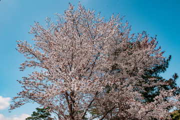Naklejka premium 八面山の山桜