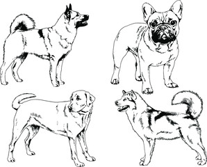 vector drawings sketches pedigree dogs in the racks drawn in ink by hand , objects with no background