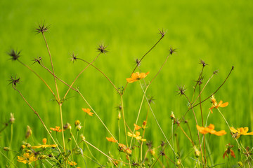Yellow flowers in a remote rural field are naturally beautiful. - 334225524
