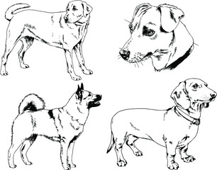 vector drawings sketches pedigree dogs in the racks drawn in ink by hand , objects with no background
