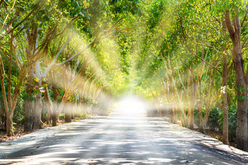 Tree tunnel on Road with Worm Light Sun Rays through from the End, The Brighter Future is Coming...
