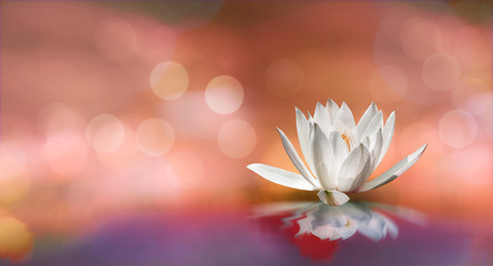 Soft white lotus on pond with soft pink sunlight blur bokeh reflection on panorama background, Lily water flower on the water