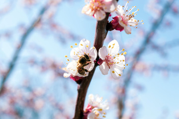 Spring flowering apricot