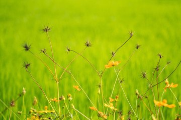 Yellow flowers in a remote rural field are naturally beautiful. - 334225958