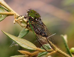 Cicada
