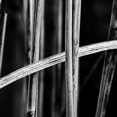 Crossing Grasses