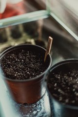 A pot filled with compost is ready to welcome some seedlings in a small glasshouse
