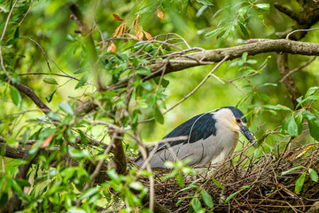 Nesting bird on the tree