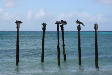 Seagulls perched over the ocean