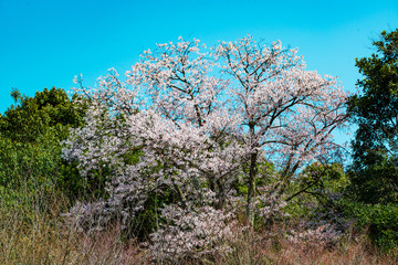 Naklejka premium 八面山の山桜