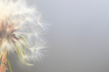 Closeup of dandelion flower in spring