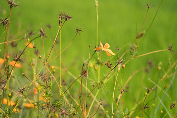 Yellow flowers in a remote rural field are naturally beautiful. - 334226799