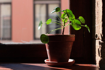 A pilea plant in its terra-cotta pot stands on a windowsill taking in the sunshine of the afternoon