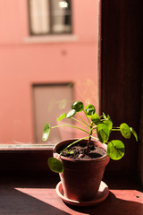 A pilea plant in its terra-cotta pot stands on a windowsill taking in the sunshine of the afternoon