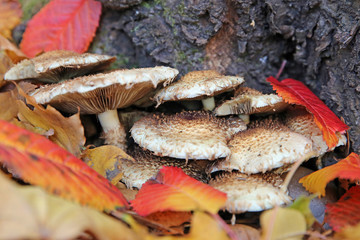 Herbstlaub, Pilze