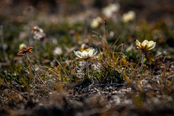 Dryas octopetala L. mountain avens, eightpetal mountain-avens, white dryas, white dryad