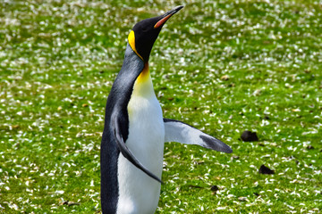 King Penguin at Volunteer Point