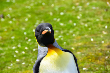 Portrait of a King Penguin in Falkland Islands